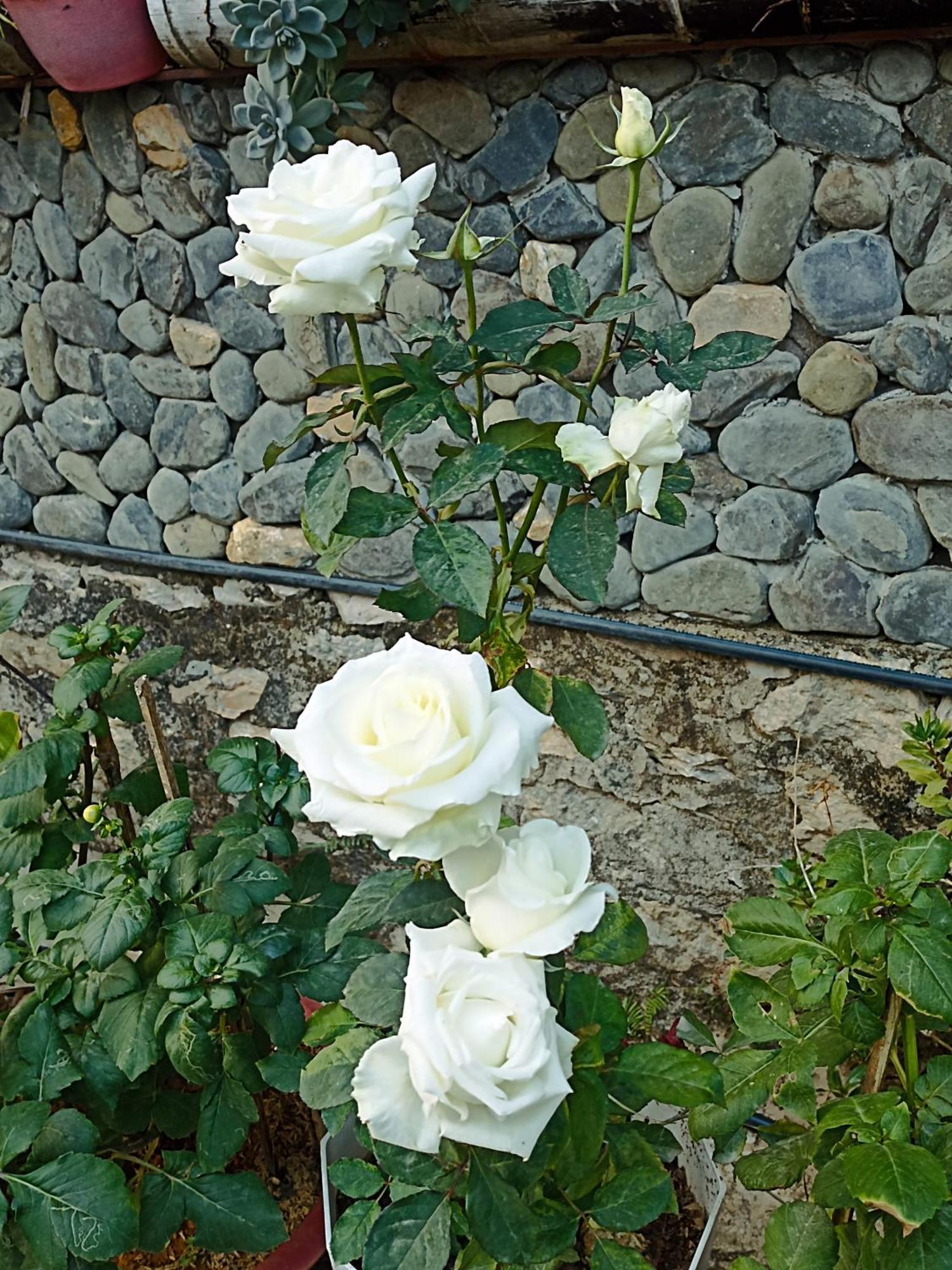 Thao Ly Homestay Mai Chau Hoa Binh Екстер'єр фото